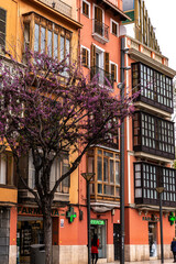 Obraz premium Palma in Palma de Mallorca