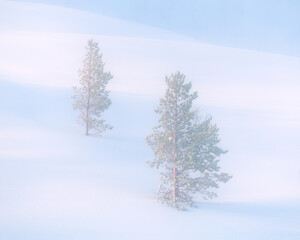 2 beautiful snowy pine trees in a winter landscape in Norway, due to the height differences you can also see beautiful shadow lines.