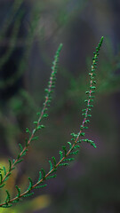 Macro de tiges de bruyère, au cœur de la forêt des Landes de Gascogne