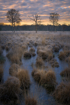A nice cold morning during a sunrise with beautiful colors in the nature reserve the Kampina.
In the foreground you see beautiful clumps of grass with frost standing in the frozen water.