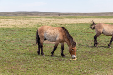Naklejka na ściany i meble Przewalski's horse in the Orenburg nature reserve. Orenburg region, Southern Urals, Russia