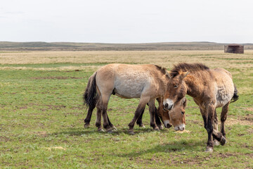 Przewalski's horse in the Orenburg nature reserve. Orenburg region, Southern Urals, Russia