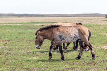 Obraz na płótnie Canvas Przewalski's horse in the Orenburg nature reserve. Orenburg region, Southern Urals, Russia