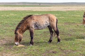 Przewalski's horse in the Orenburg nature reserve. Orenburg region, Southern Urals, Russia