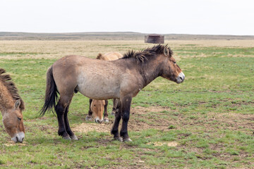 Obraz premium Przewalski's horse in the Orenburg nature reserve. Orenburg region, Southern Urals, Russia