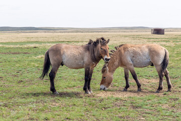 Przewalski's horse in the Orenburg nature reserve. Orenburg region, Southern Urals, Russia