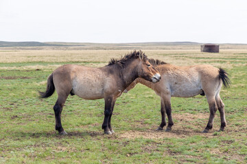 Przewalski's horse in the Orenburg nature reserve. Orenburg region, Southern Urals, Russia