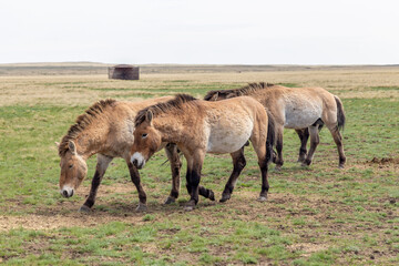 Naklejka na ściany i meble Przewalski's horse in the Orenburg nature reserve. Orenburg region, Southern Urals, Russia