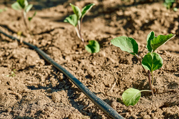 Young eggplant plant growing in the horticulture garden with drip irrigation system. Horticulture sostenible. Small business.  Gardening hobby. Healthy organic food concept.