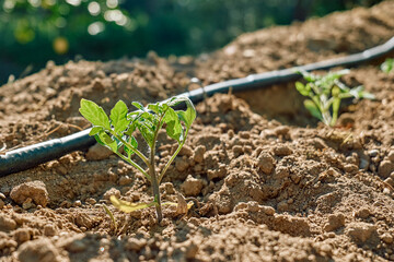 Young tomato plant growing in the horticulture garden with drip irrigation system. Horticulture sostenible. Small business.  Gardening hobby. Healthy organic food concept.