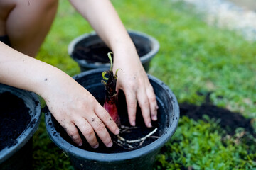 Woman is planting young banana tree in plastic plant pot.