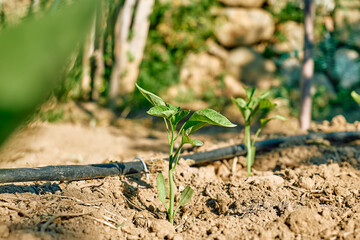 Young sweet pepper plant growing in the horticulture garden with drip irrigation system. Horticulture sostenible. Small business.  Gardening hobby. Healthy organic food concept.