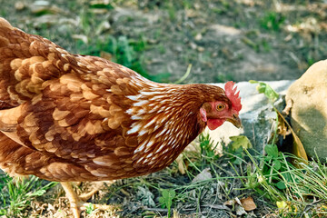 Free-grazing domestic hen on a traditional free range poultry organic farm. Adult chicken walking on the green grass.