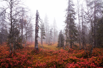 An autumnal old-growth taiga forest with colorful forest floor during fall foliage in Northern Finland near Salla.	