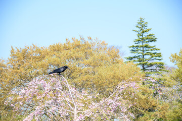 桜の木にとまる黒いカラス
