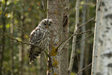 Juvenile Ural owl, Strix uralensis perched in a summery boreal forest in Estonia, Northern Europe