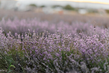 Fototapeta premium Beautiful purple lavender field at sunset. Rest and beautiful nature. Lavender blooming and flower picking.