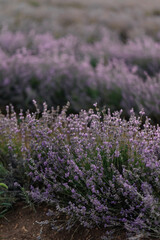 Beautiful purple lavender field at sunset. Rest and beautiful nature. Lavender blooming and flower picking.