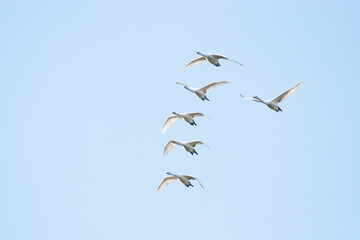 Flock of Whooper swans, Cygnus cygnus in flight during spring migration in Northern Europe.