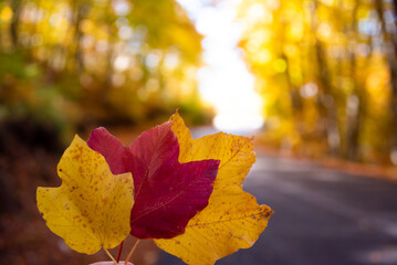 Road in autumn forest with colorful trees and plants, seasonal landscape