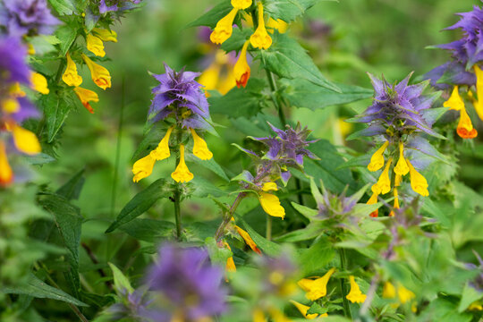 Melampyrum nemorosum is an herbaceous flowering plant in the family Orobanchaceae. It is native to Europe.