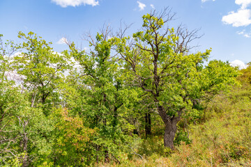 Fototapeta na wymiar Shaitan-Tau nature reserve (oak forest). Orenburg region, Southern Urals, Russia.