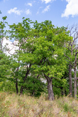 Shaitan-Tau nature reserve (oak forest). Orenburg region, Southern Urals, Russia.