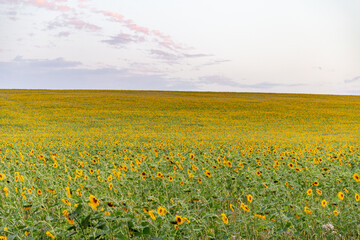 Field of sunflowers in summer