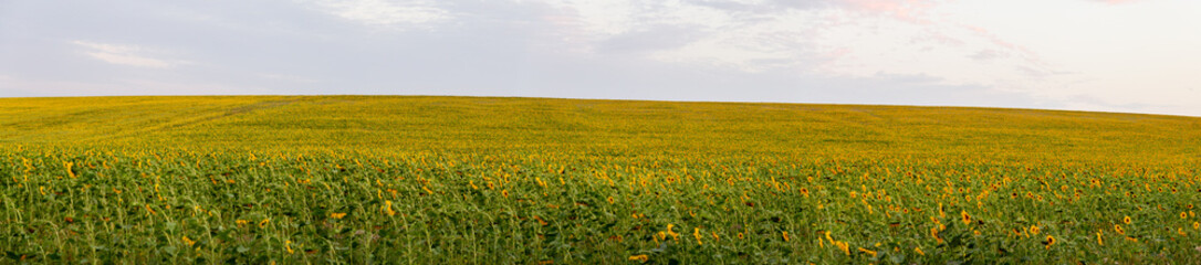 Field of sunflowers in summer