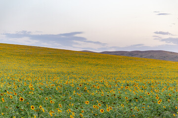 Field of sunflowers in summer