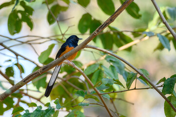 White-rumped Shama bird