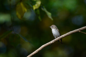 Asian Brown Flycatcher bird