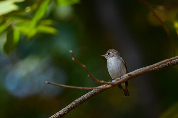 Asian Brown Flycatcher bird