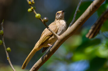 Streak-eared Bulbul bird