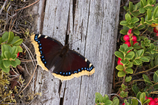 A vibrant Mourning cloak, Nymphalis antiopa butterfly resting on a dead tree on a late summer day in Estonia, Northern Europe. 