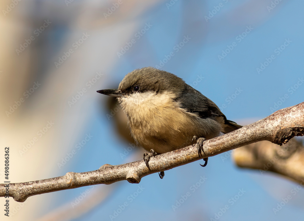 Wall mural a pymgy nuthatch perched on a tree branch.