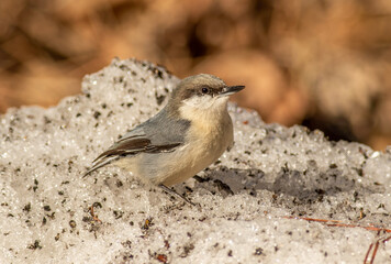 A pygmy nuthatch picking food and grit out of a snow pile in Arizona. 