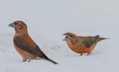 A pair of red crossbill birds vocalize and complain while feeding on the snow covered ground in Algonquin Provincial Park of Ontario Canada. 