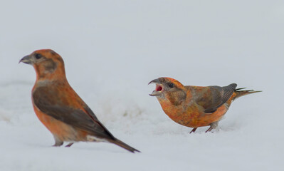 A pair of red crossbill birds vocalize and complain while feeding on the snow covered ground in...