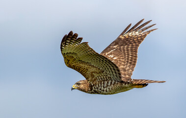 A red-shouldered hawk flying in the blue sky 