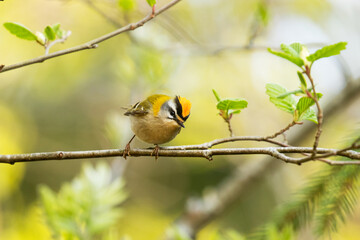 A small and curious Common firecrest, Regulus ignicapillus in the middle of Estonian boreal forest