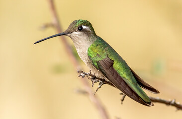 Fototapeta premium A female Rivoli's magnificent hummingbird perched on a tree limb. 