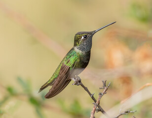 Obraz na płótnie Canvas A male Rivoli's magnificent hummingbird perched on a tree twig. 