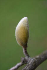 Pączek magnolii