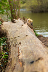 Mill Pond