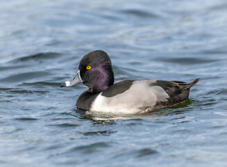 A male ring-necked duck drake floats on a lake. 