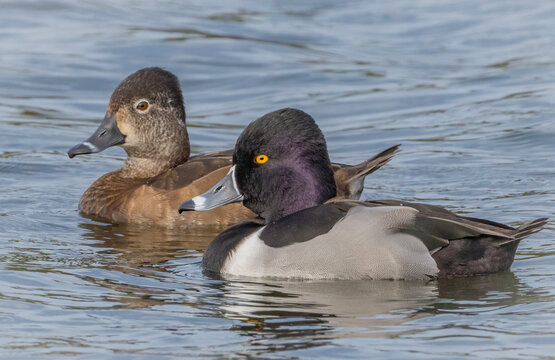 377 Ring Necked Duck Swimming Stock Photos - Free & Royalty-Free Stock  Photos from Dreamstime