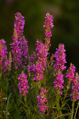Beautiful Purple loosestrife, Lythrum salicaria blooming on a lush European meadow on a summer evening