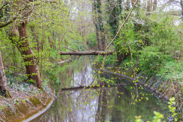 Mill Pond