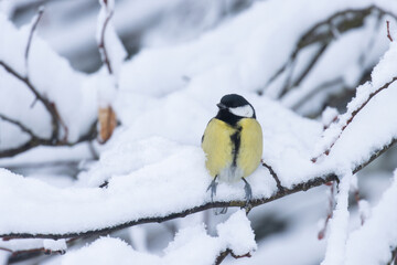 Obraz na płótnie Canvas Common European songbird Great tit perched on a snowy branch in the middle of wintry boreal forest 